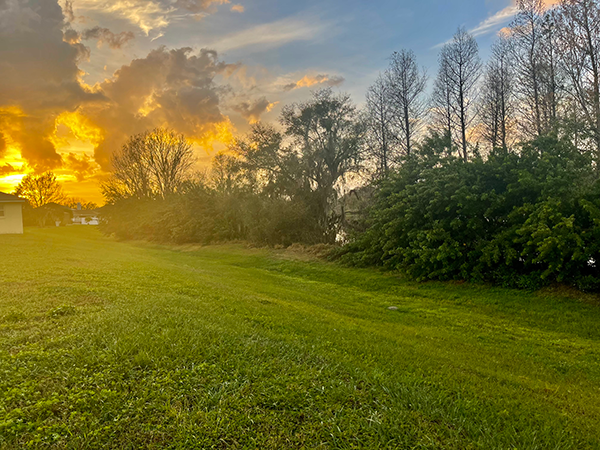 Tree Service Davenport FL
