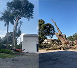 Tree Service Davenport